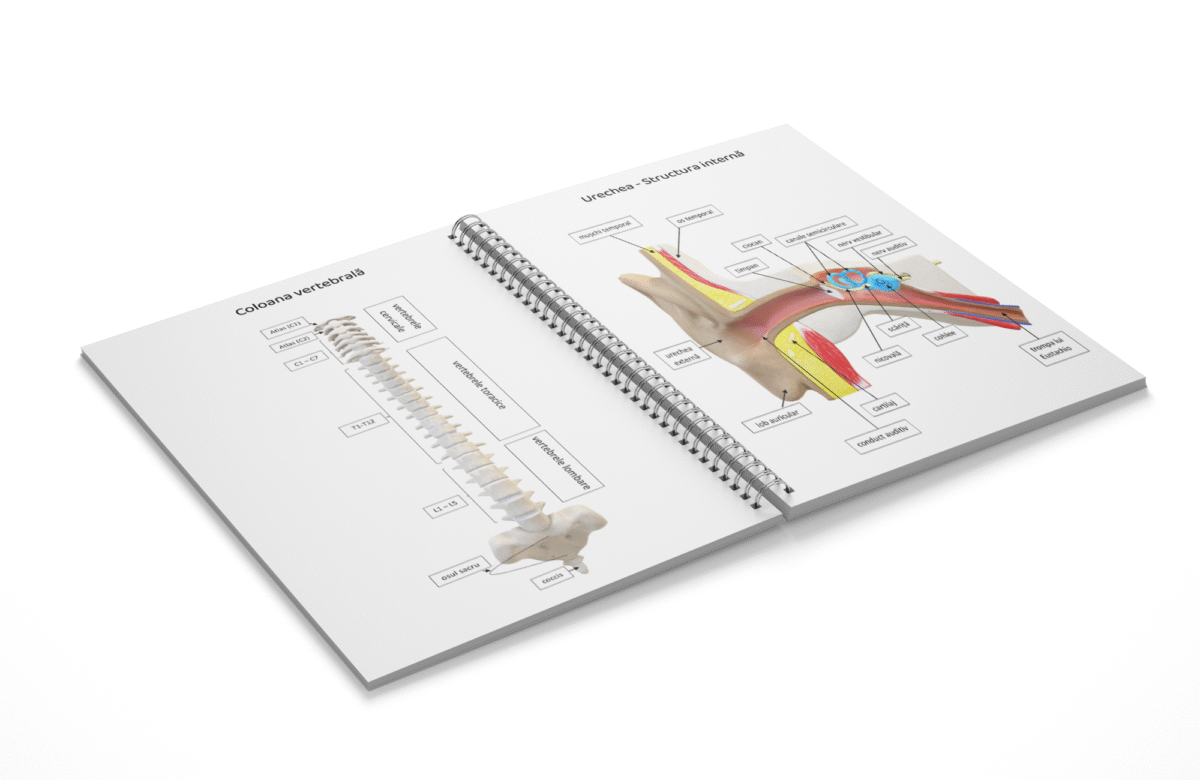Mini atlas anatomie - imagine 2