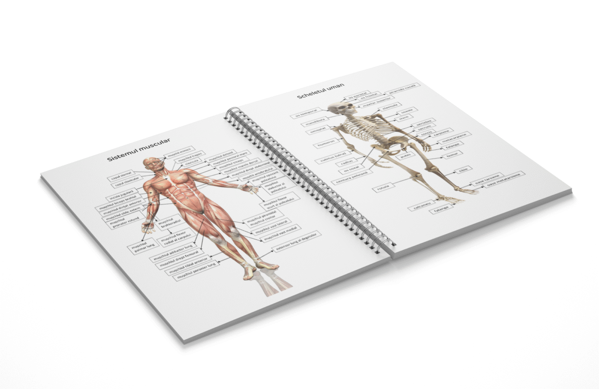 Mini atlas anatomie - imagine 3