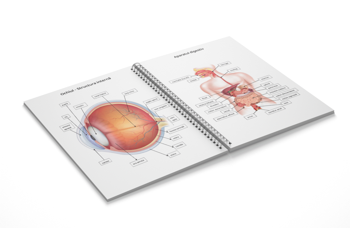 Mini atlas anatomie - imagine 4